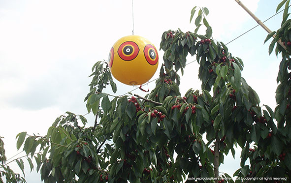PREDATOR is a bird scarer balloon